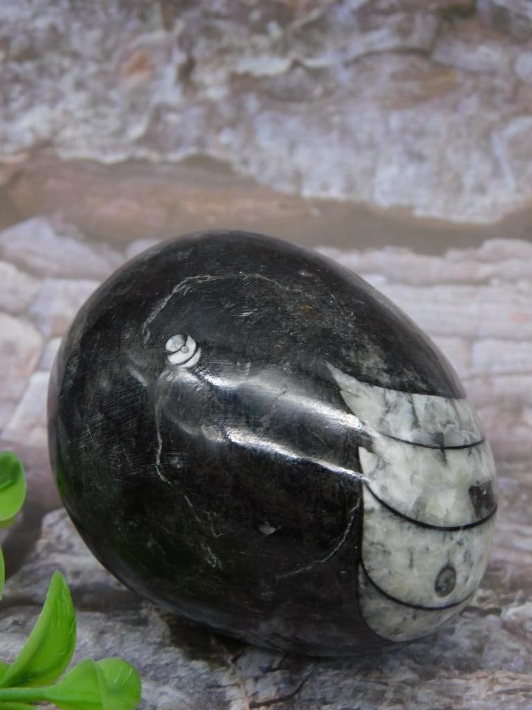 Polished Fossilized Orthoceras Egg Decor (1 of 2)