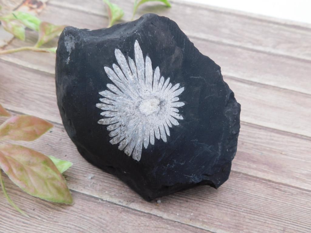 Chrysanthemum Black Rock Stone Lapidary Specimen: Chrysanthemum Black Rock Stone Lapidary Specimen