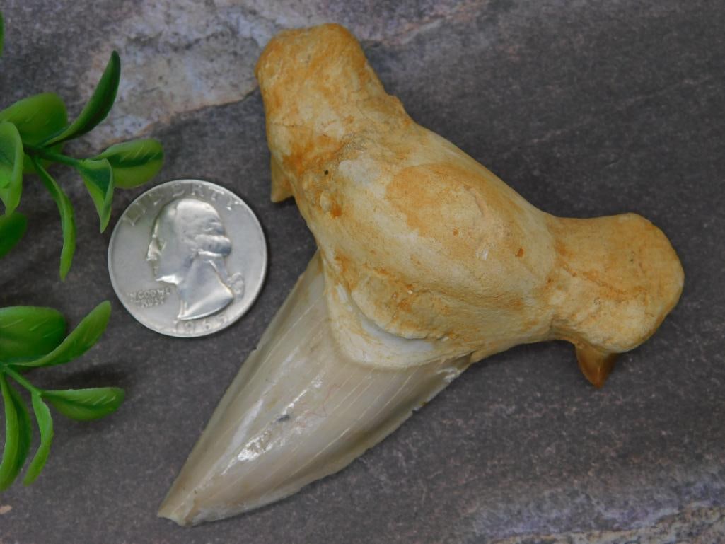 Fossilized Shark Tooth with Partial Root Structure (1 of 3)