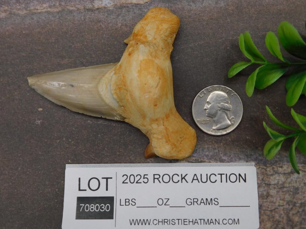 Fossilized Shark Tooth with Partial Root Structure - 3