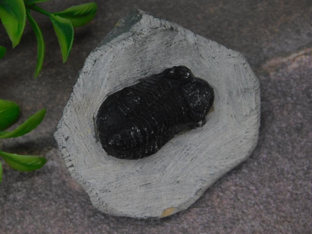 Fossilized Trilobite Specimen on Rock Matrix (1 of 3)