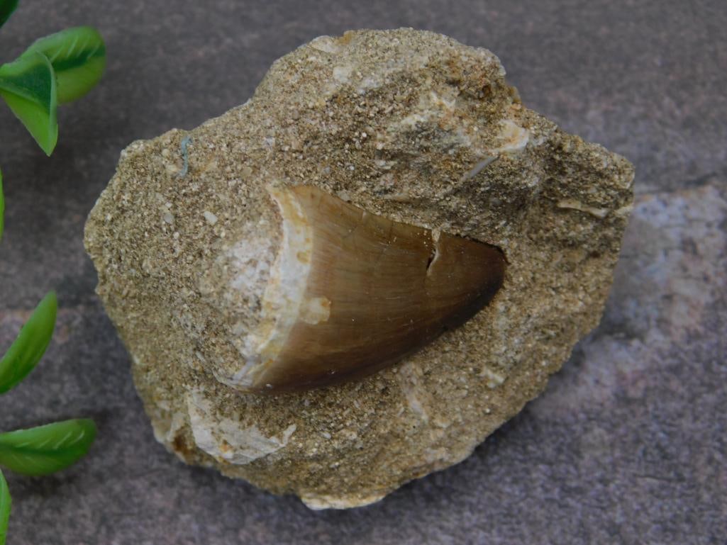 DINOSAUR TOOTH IN MATRIX ROCK STONE LAPIDARY SPECIMEN: DINOSAUR TOOTH IN MATRIX ROCK STONE LAPIDARY SPECIMEN