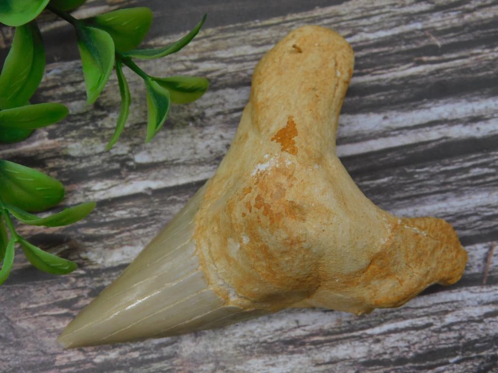 FOSSILIZED TOOTH ROCK STONE LAPIDARY SPECIMEN (1 of 2)