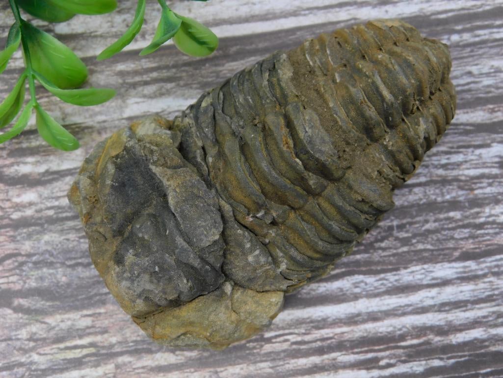 Fossilized Trilobite Specimen in Matrix (1 of 2)