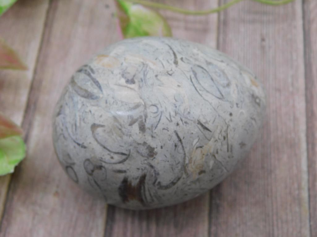 Fossilized Orthoceras Decorative Stone Egg - 2