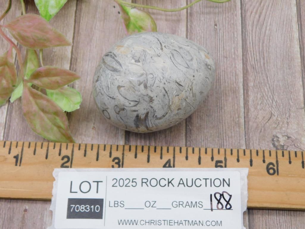 Fossilized Orthoceras Decorative Stone Egg - 3