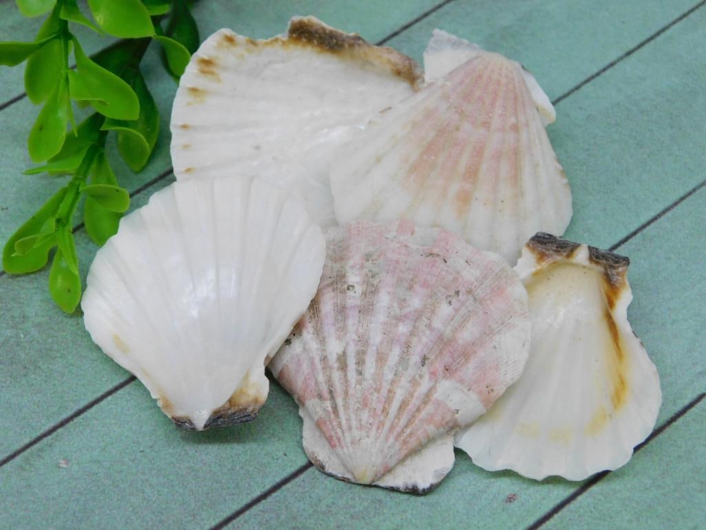 SCALLOP SHELLS - NATURAL SCALLOP SHELL COLLECTION FOR COLLECTORS & CRAFTERS: This natural scallop shell grouping is a charming find for shell collectors, beach decor lovers, and craft hobbyists. The classic fan shape and ridged texture make them versatile for display or DIY pr
