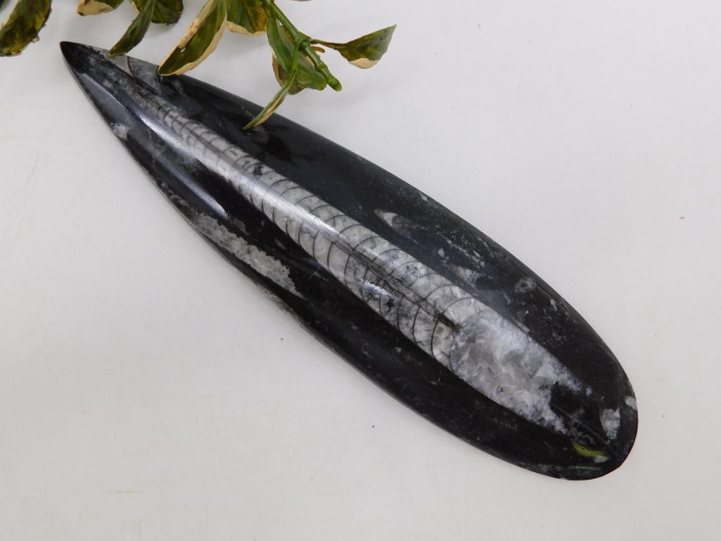 ORTHOCERAS ROCK STONE LAPIDARY SPECIMEN: WELCOME TO HATMAN AUCTIONS! SPECIAL NOTICE: Please see photos for measurements and descriptions. ***Yes, we have in house shipping with MANY REPEAT CUSTOMERS because of our streamlined service.