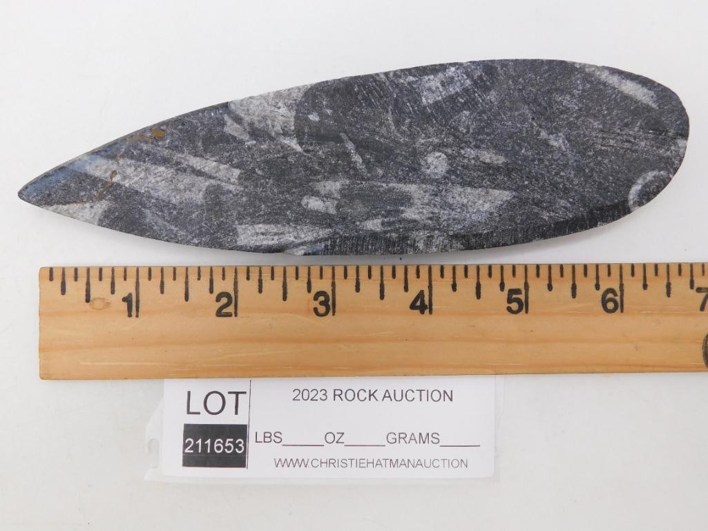 ORTHOCERAS ROCK STONE LAPIDARY SPECIMEN - 2