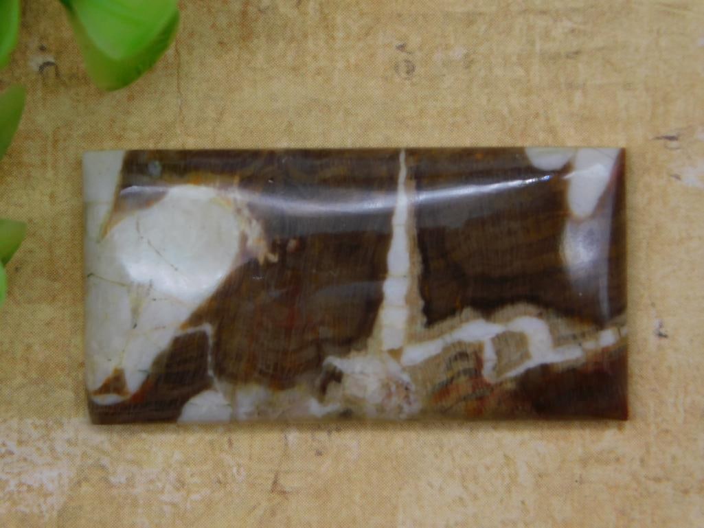 PETRIFIED PALM WOOD CABOCHON ROCK STONE LAPIDARY SPECIMEN: PETRIFIED PALM WOOD CABOCHON ROCK STONE LAPIDARY SPECIMEN — Part of our Discover Hidden Harbor, Crystals and Gems auction at HATMAN'S Auctions! Please see photos for measurements and condition.