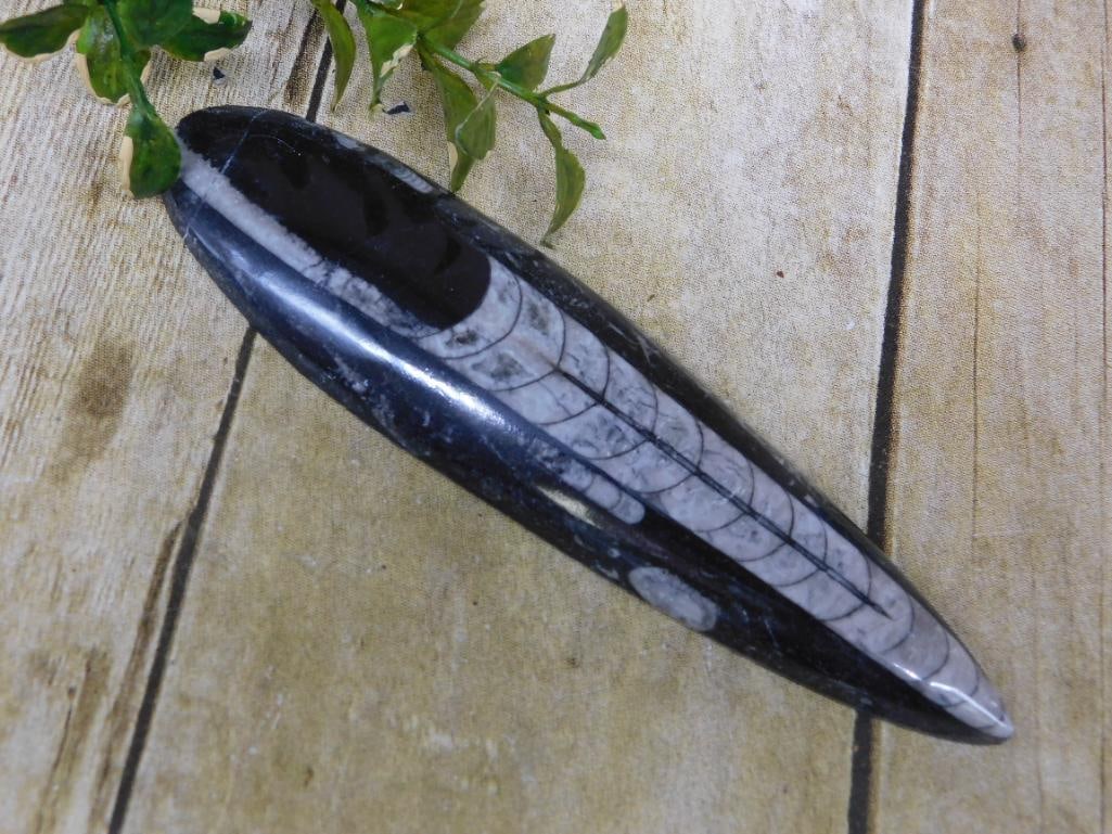 ORTHOCERAS ROCK STONE LAPIDARY SPECIMEN: WELCOME TO HATMAN AUCTIONS! SPECIAL NOTICE: Please see photos for measurements and descriptions. ***Yes, we have in house shipping with MANY REPEAT CUSTOMERS because of our streamlined service. ****We