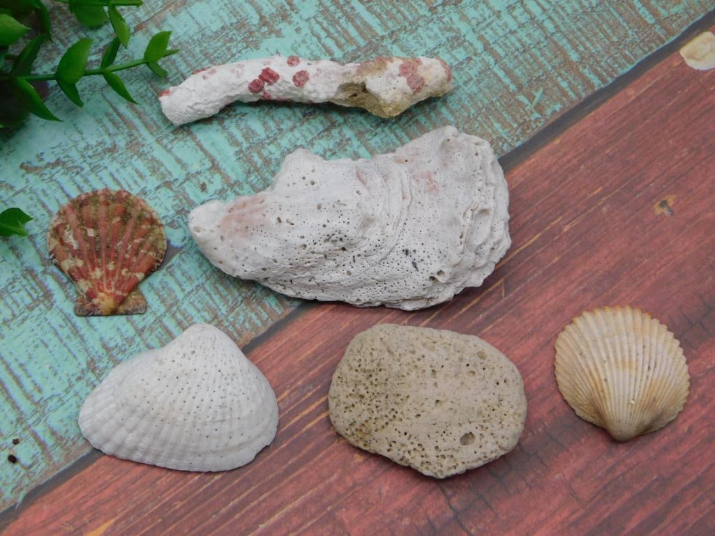 SEA SHELLS: WELCOME TO HATMAN AUCTIONS! SPECIAL NOTICE: Please see photos for measurements and descriptions. ***Yes, we have in house shipping with MANY REPEAT CUSTOMERS because of our streamlined service. ****We