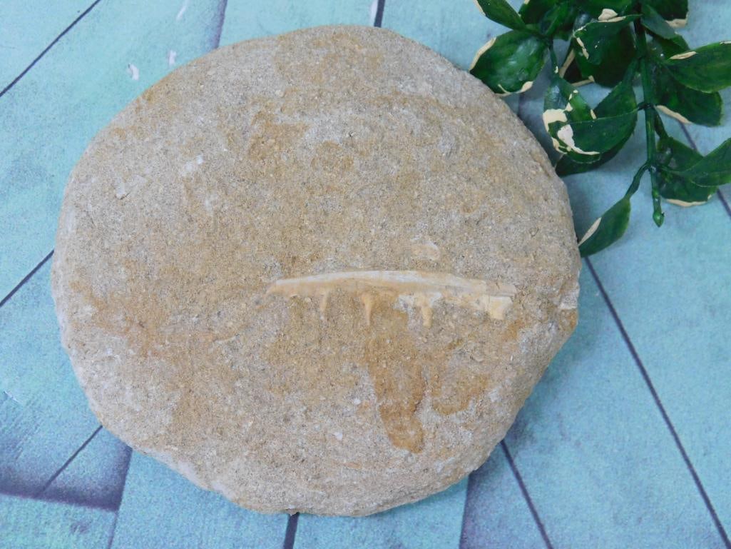 ENCHODUS FOSSIL ROCK STONE LAPIDARY SPECIMEN: WELCOME TO HATMAN AUCTIONS! SPECIAL NOTICE: Please see photos for measurements and descriptions. ***Yes, we have in house shipping with MANY REPEAT CUSTOMERS because of our streamlined service.