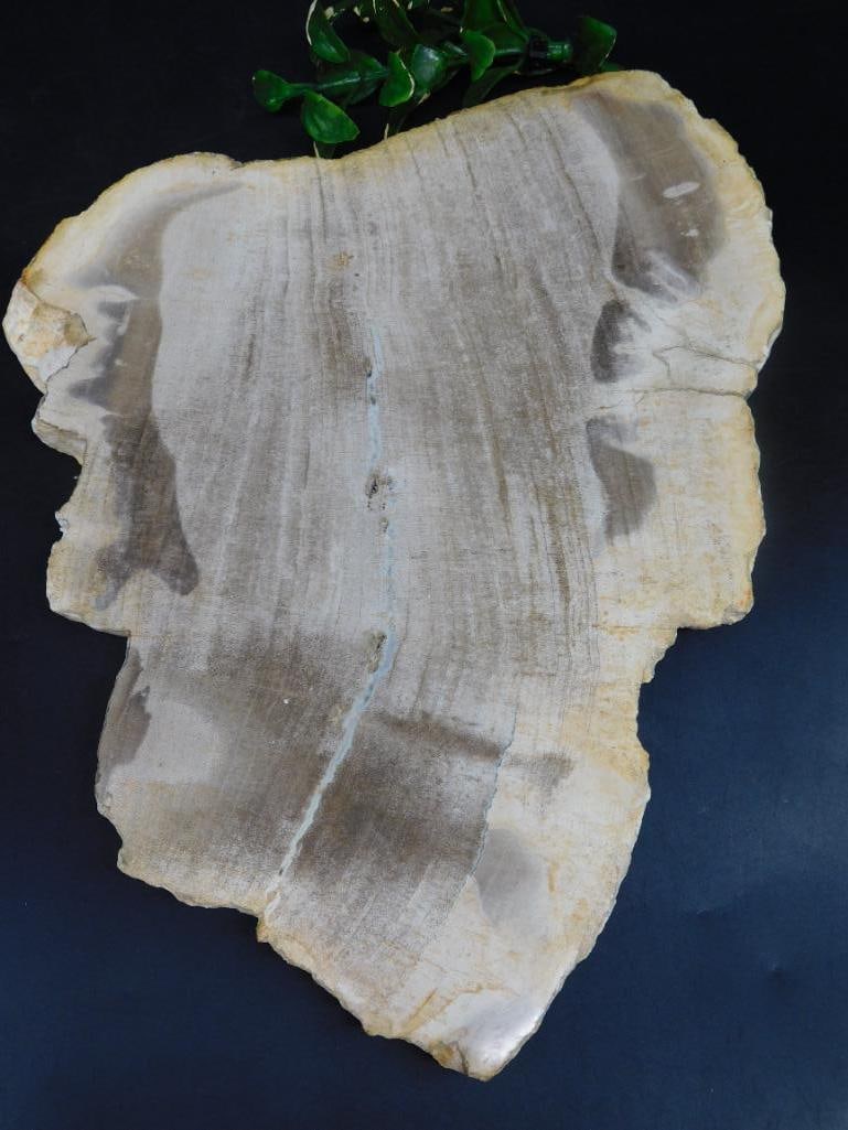 PETRIFIED WOOD SLAB ROCK STONE LAPIDARY SPECIMEN (1 of 2)