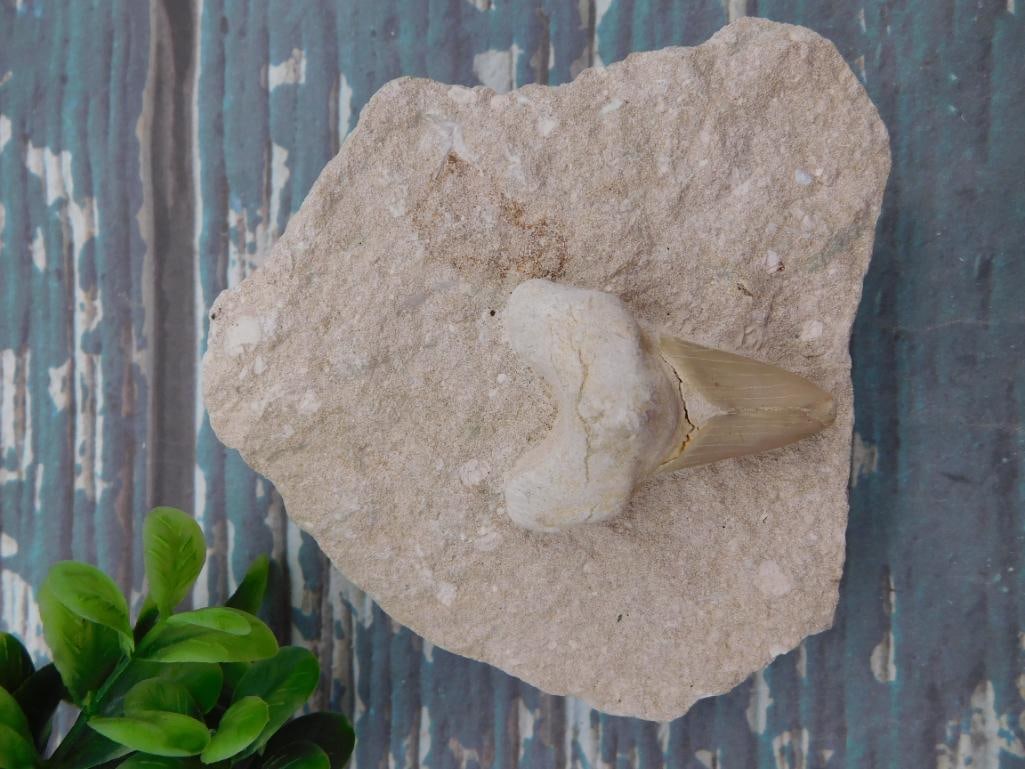 SHARK TOOTH IN MATRIX ROCK STONE LAPIDARY SPECIMEN: SHARK TOOTH IN MATRIX ROCK STONE LAPIDARY SPECIMEN - Part of our Discover Golden Attic, Crystals and Gems auction at HATMAN'S Auctions! Please see photos for measurements and condition. YES, we have i