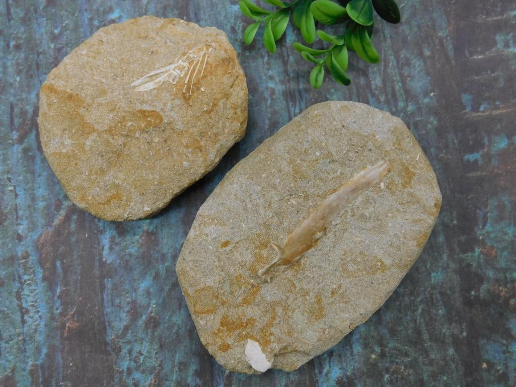 ENCHODUS FOSSIL ROCK STONE LAPIDARY SPECIMEN: WELCOME TO HATMAN AUCTIONS! SPECIAL NOTICE: Please see photos for measurements and descriptions. ***Yes, we have in house shipping with MANY REPEAT CUSTOMERS because of our streamlined service. ****We