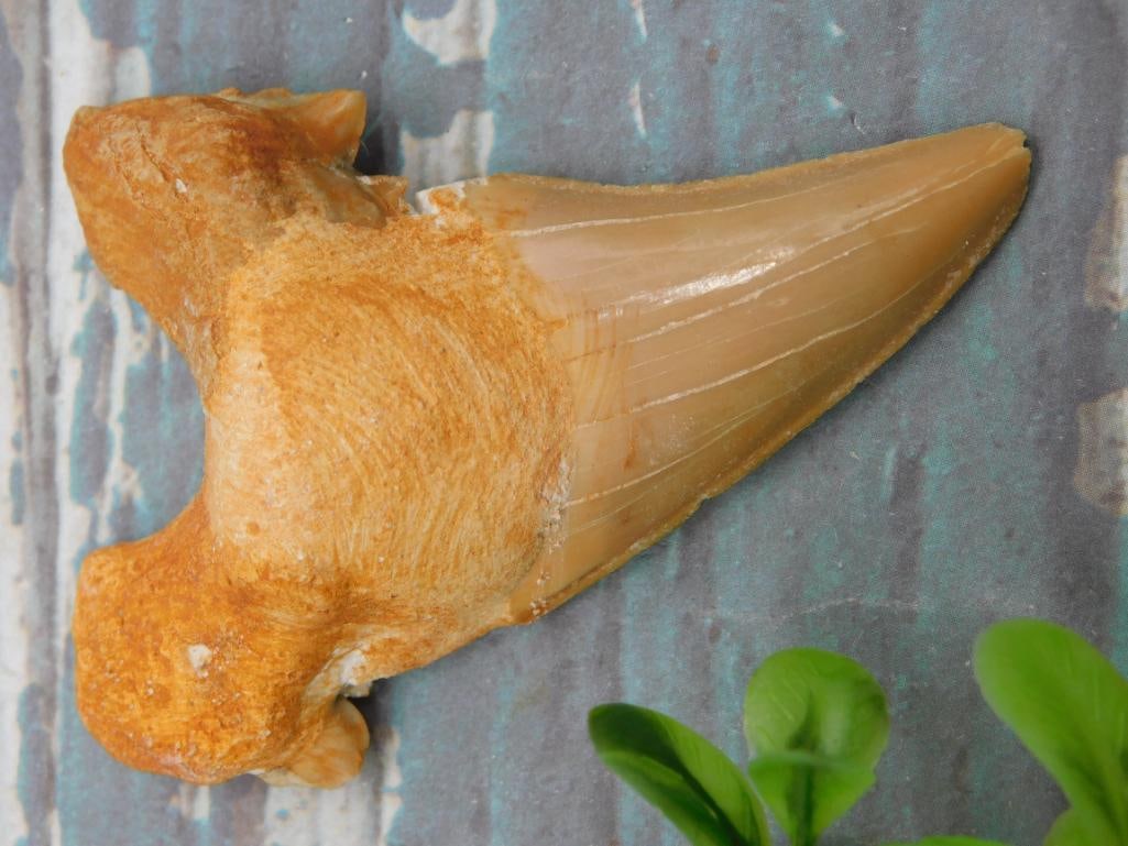 SHARK TOOTH ROCK STONE LAPIDARY SPECIMEN: WELCOME TO HATMAN AUCTIONS! SPECIAL NOTICE: Please see photos for measurements and descriptions. ***Yes, we have in house shipping with MANY REPEAT CUSTOMERS because of our streamlined service. ****We
