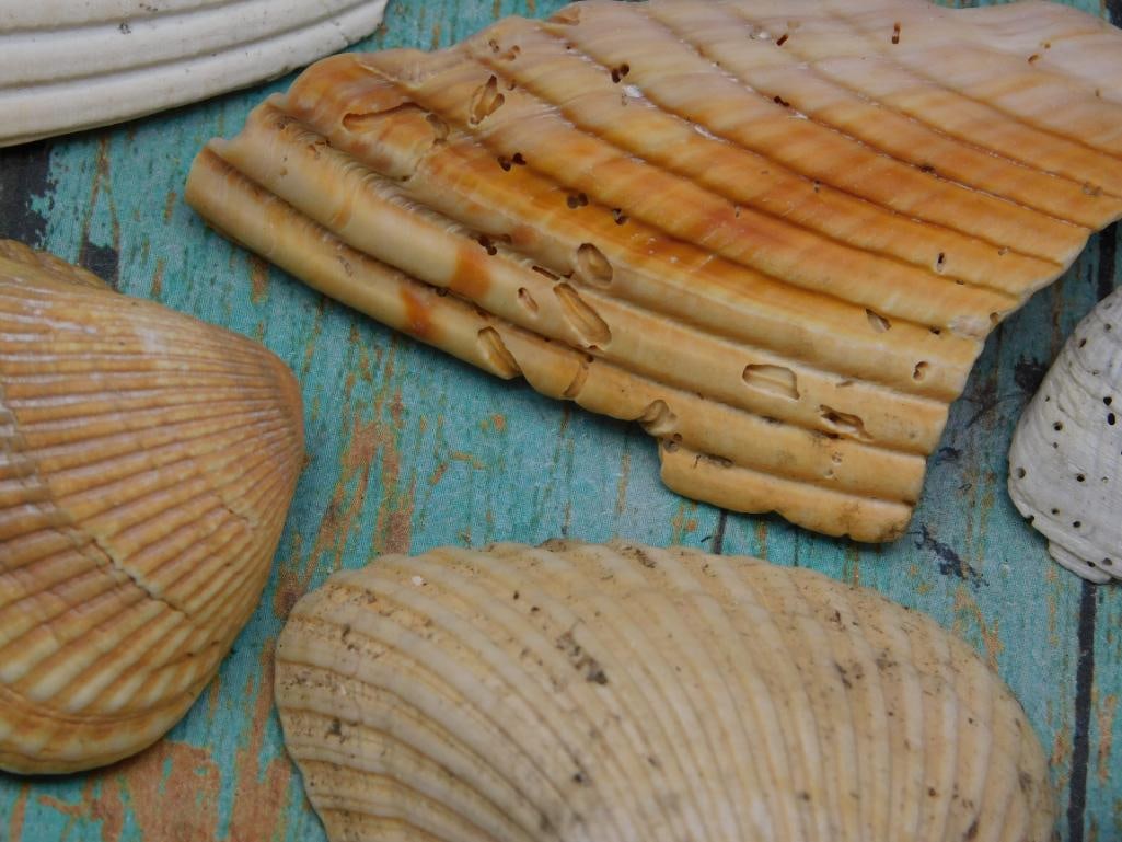 SEA SHELLS - 2