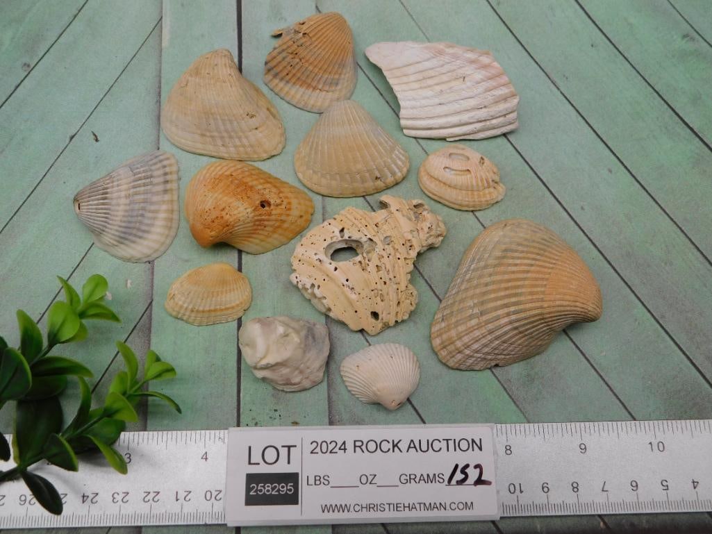 SEA SHELLS - 3