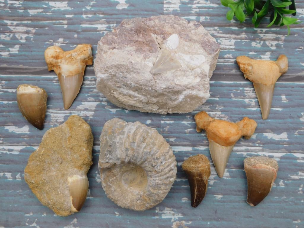 MIXED FOSSIL LOT NATURAL FOSSIL SPECIMEN COLLECTION FOR COLLECTORS (1 of 2)