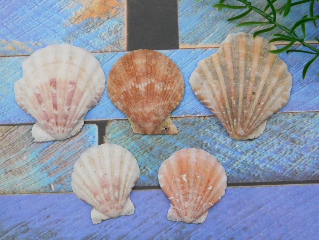 SCALLOP SHELLS NATURAL SHELL COLLECTIBLE FOR CRAFTING AND COASTAL DECOR