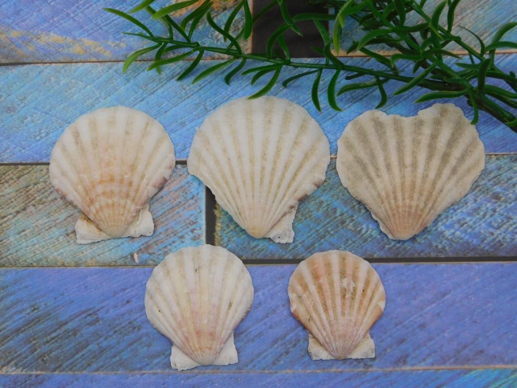 SCALLOP SHELLS NATURAL SEASHELL FOR DISPLAY AND CRAFT SUPPLY