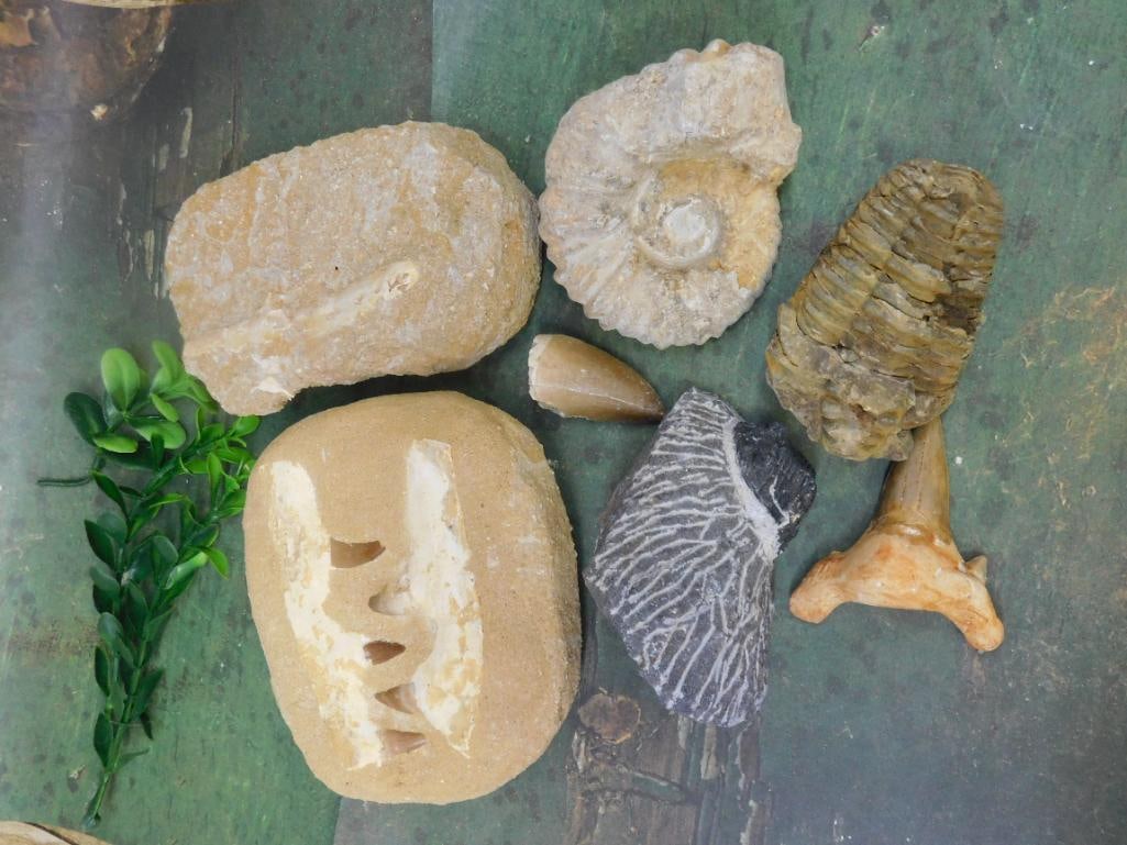 MIXED FOSSIL LOT ROCK STONE LAPIDARY SPECIMEN - ASSORTED NATURAL FOSSIL COLLECTOR GROUP: This mixed fossil lot gathers an assortment of natural fossil specimens, perfect for collectors who love variety in their display cases. See photos for exact pieces, sizes, and condition.