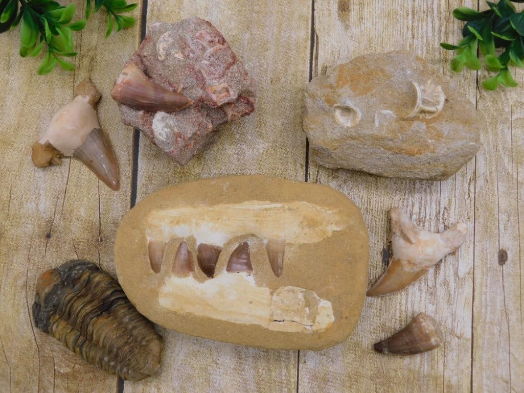 ASSORTED MIXED FOSSIL LOT STONE LAPIDARY SPECIMEN FOR FOSSIL COLLECTORS: A grouped lot of assorted natural fossils suited for fossil enthusiasts, rockhounds, or educational display. See photos for exact contents and detail.
