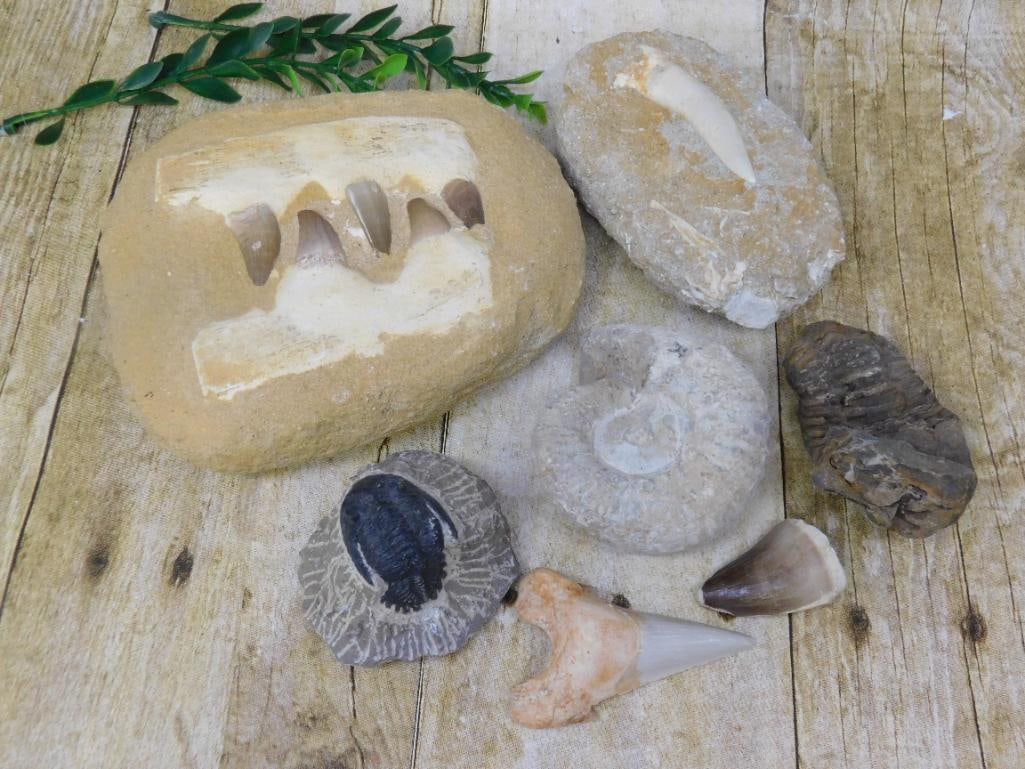 NATURAL MIXED FOSSIL LOT ROCK STONE LAPIDARY SPECIMEN VARIETY BUNDLE: This bundle of natural fossil specimens offers good variety for collectors or resellers building a fossil inventory. See photos for exact items and condition.