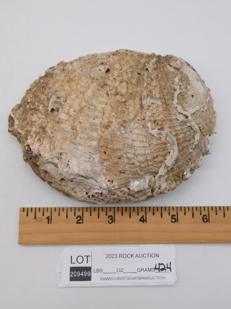ABALONE SHELL NATURAL IRIDESCENT SHELL FOR COLLECTORS AND CRAFTS (1 of 1)