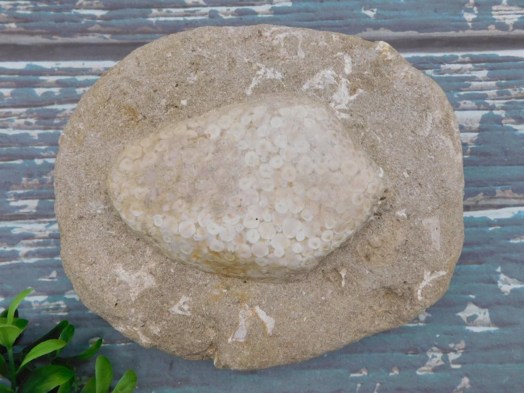 FOSSILIZED CORAL ROCK STONE LAPIDARY SPECIMEN NATURAL FOSSIL COLLECTOR DISPLAY (1 of 4)