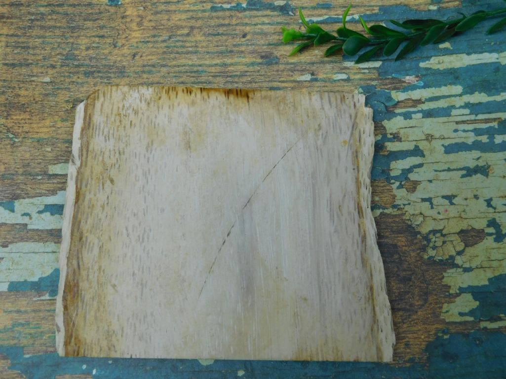 PETRIFIED PALM WOOD SLAB ROCK STONE LAPIDARY SPECIMEN NATURAL FOSSIL CABBING COLLECTOR: This petrified palm wood slab offers natural fossilized material with visible grain pattern, well suited for cabbing or a collector's display. See photos for exact size and detail. WELCOME TO HATMAN A