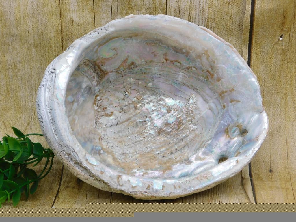ABALONE SHELL - NATURAL IRIDESCENT SHELL FOR JEWELRY MAKING AND CRAFT DISPLAY (1 of 3)