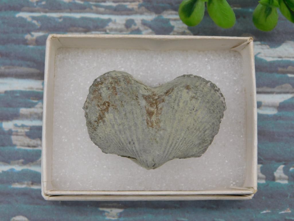 BRACHIOPOD ROCK STONE LAPIDARY SPECIMEN - NATURAL FOSSIL COLLECTOR SPECIMEN (1 of 1)