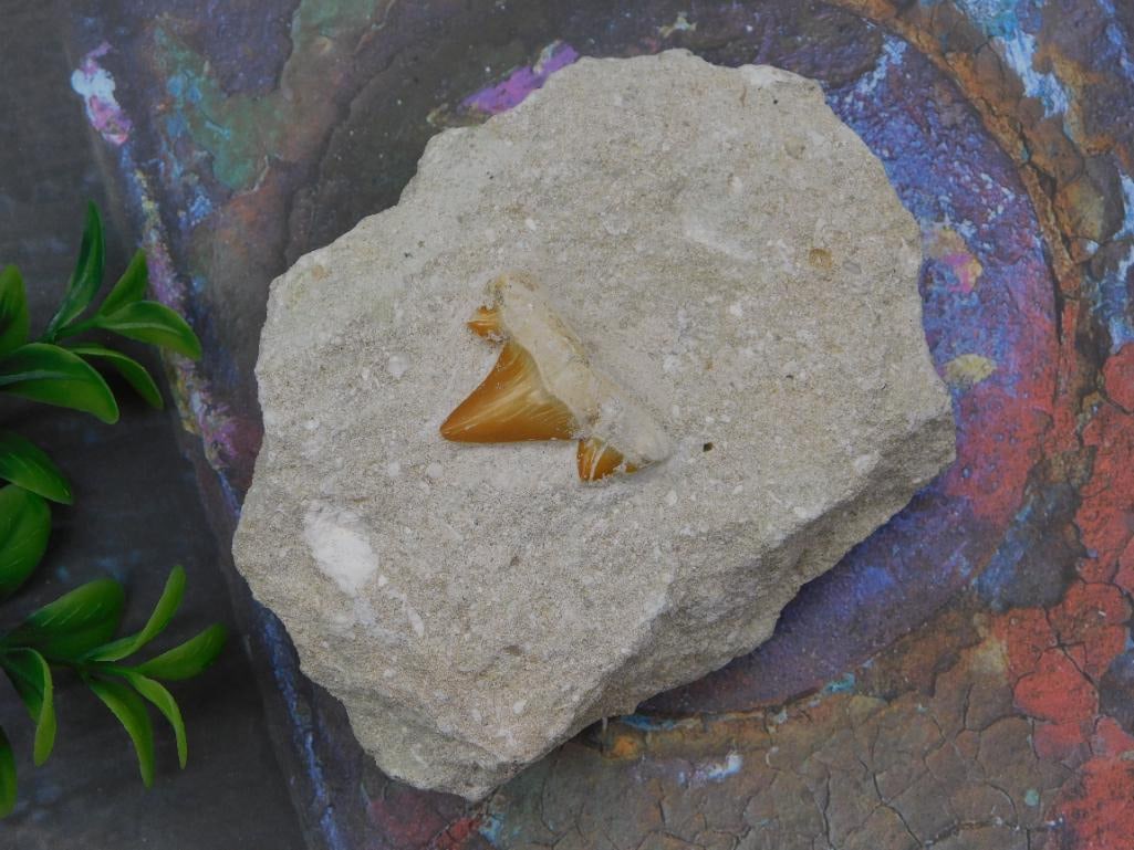 Fossil Shark Tooth in Natural Rock Matrix: A fossilized shark tooth embedded in its original stone matrix, shown next to a quarter for scale. The tooth's serrated edge and enamel remain clearly visible against the surrounding rock. A great
