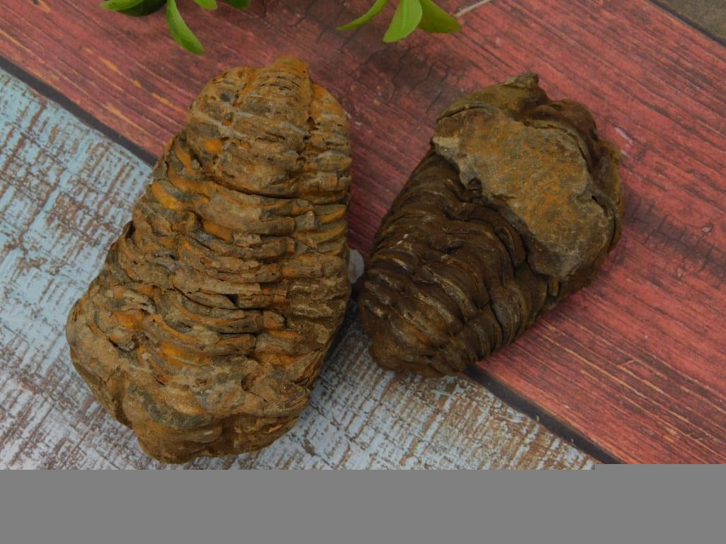 Pair of Trilobite Fossil Specimens: Two trilobite fossils showing well-defined, ribbed body segments, a classic ancient marine specimen. A nice pair for fossil and natural history collectors. Natural earth-tone coloring throughout.