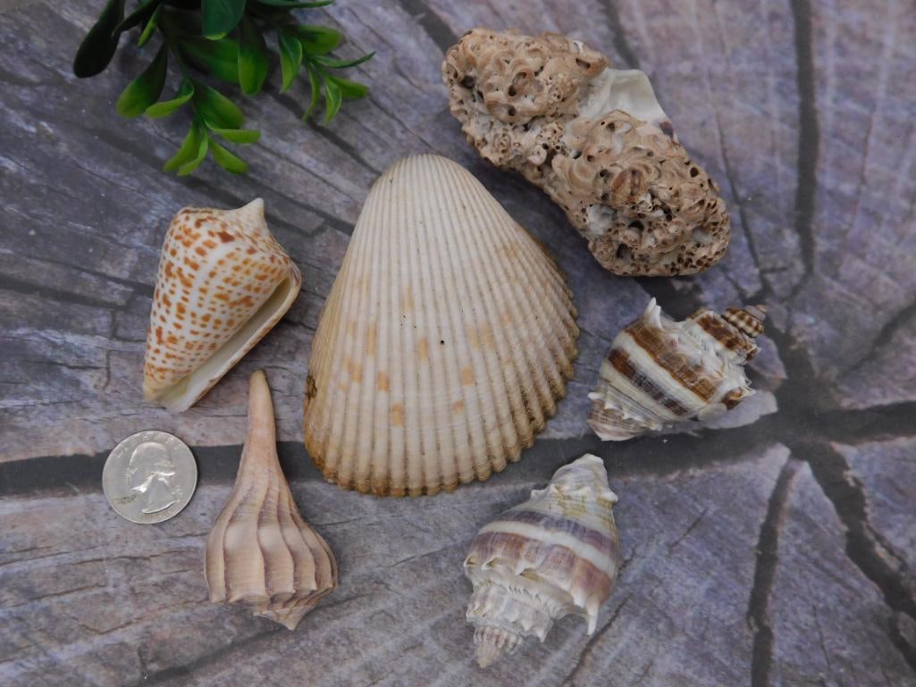 Natural Seashell Collection - Assorted Shell Collectible Lot - 2