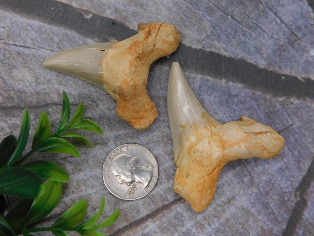 Fossilized Shark Tooth Rock Specimens, Pair - 2