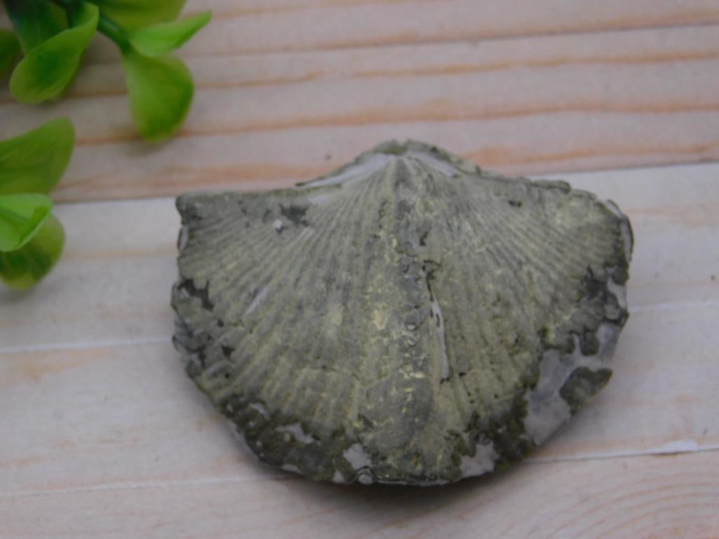 BRACHIOPOD ROCK STONE LAPIDARY SPECIMEN: BRACHIOPOD ROCK STONE LAPIDARY SPECIMEN