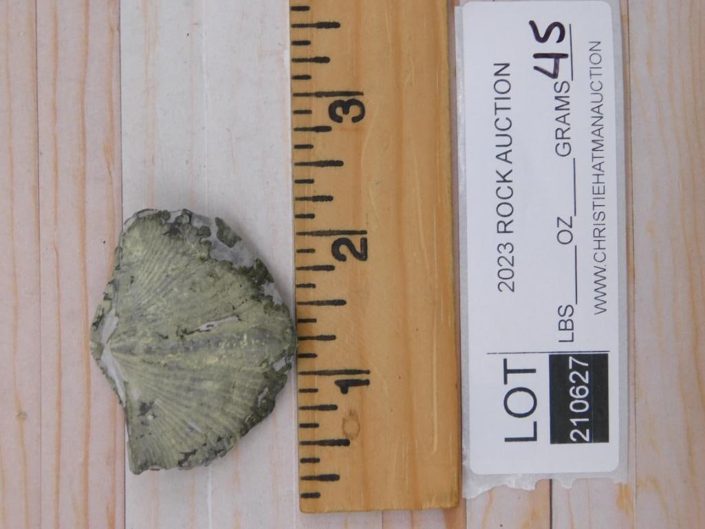 BRACHIOPOD ROCK STONE LAPIDARY SPECIMEN - 2