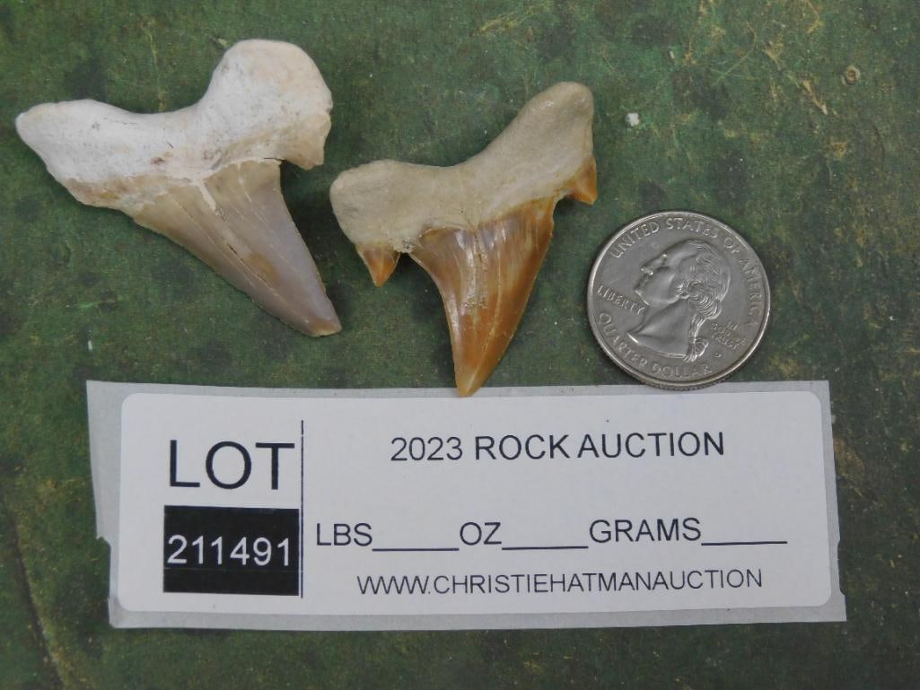 SHARK TEETH ROCK STONE LAPIDARY SPECIMEN