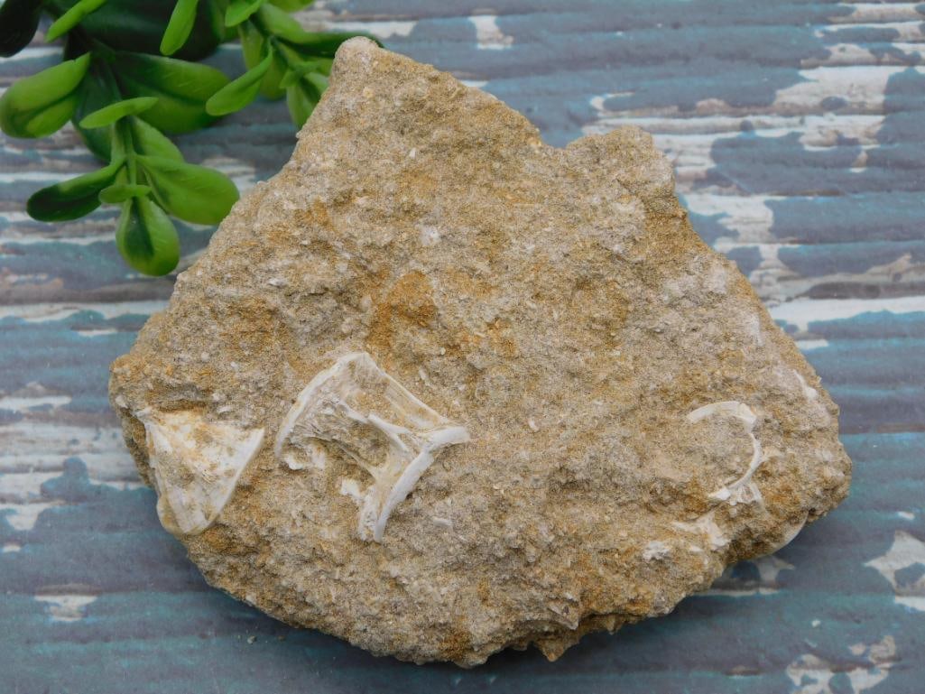 ENCHODUS FOSSIL ROCK STONE LAPIDARY SPECIMEN: Discover an extraordinary collection of natural wonders and estate treasures in Hatman's Auctions' Treasures of the Earth Online Auction! Browse turquoise, agate, jasper, petrified wood, quartz