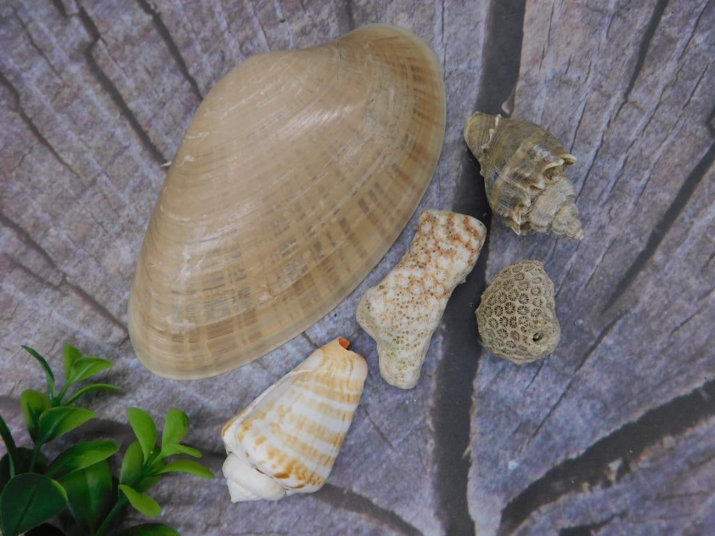 Sea Shells (1 of 3)