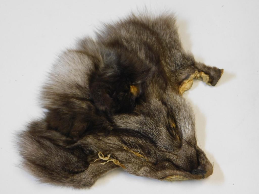 COYOTE PELT VINTAGE TAXIDERMY (1 of 2)