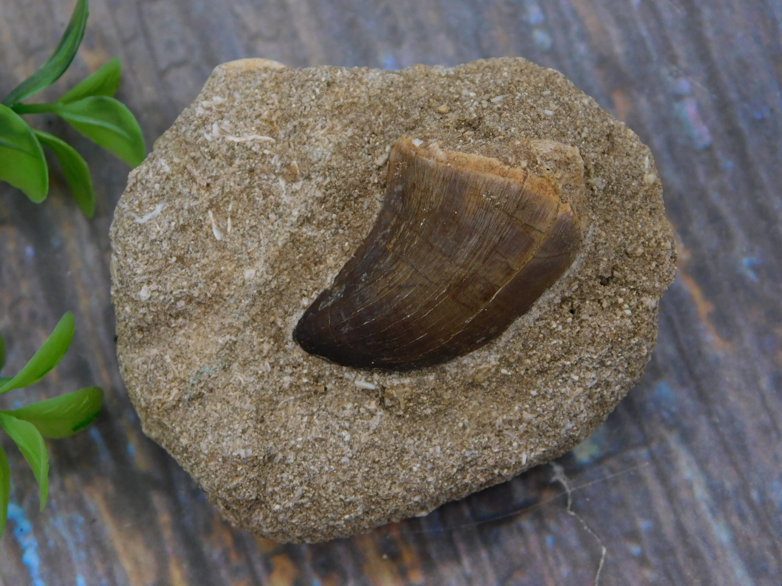 Rock — Dinosaur or Mosasaur Tooth Fossil in Sandstone Matrix Natural Specimen (1 of 2)