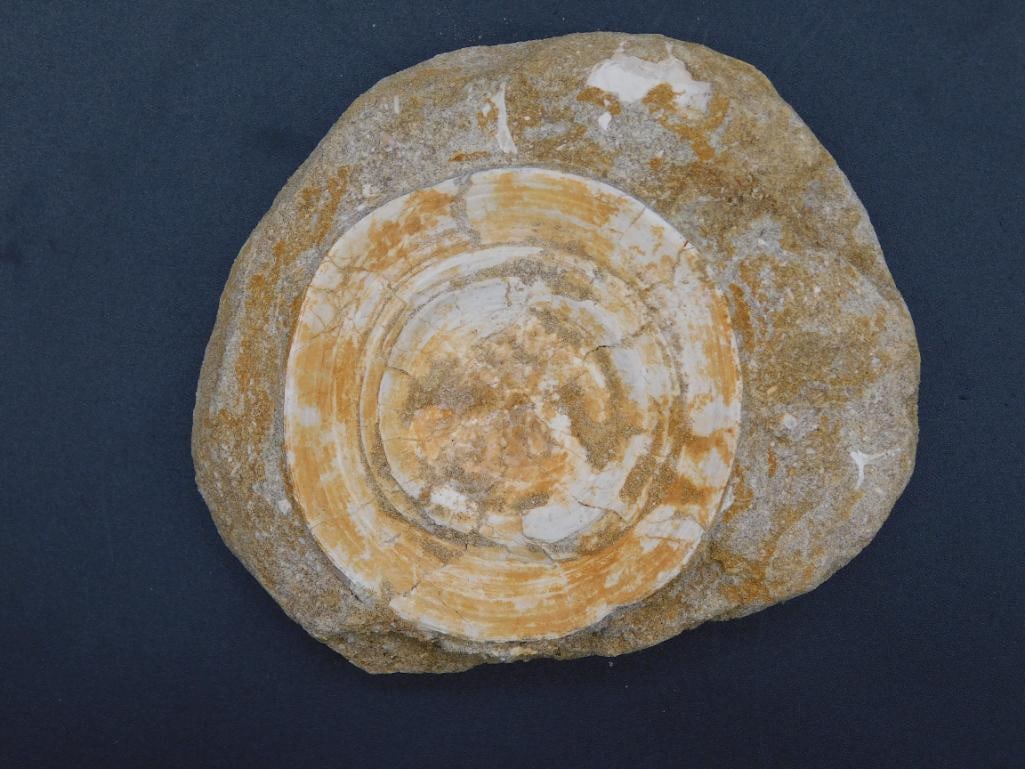 SHARK VERTEBRAE FOSSIL ROCK STONE LAPIDARY SPECIMEN (1 of 2)