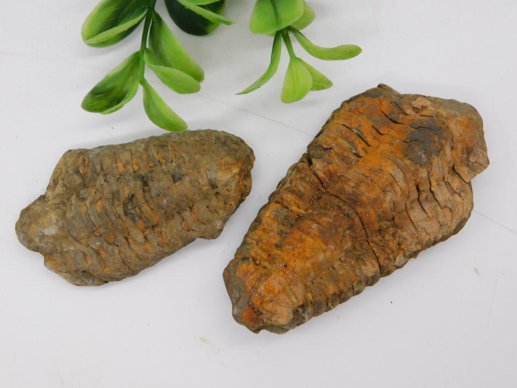 Pair of Fossilized Trilobites, Natural Specimens: Two fossilized trilobite specimens with clearly visible segmented, ribbed exoskeletons in gray and rust-orange tones.