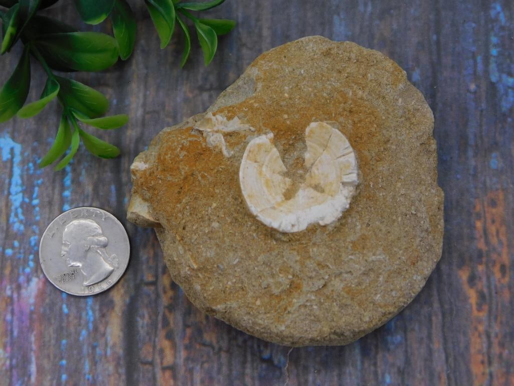 Fossilized Shell Rock Specimen - 2