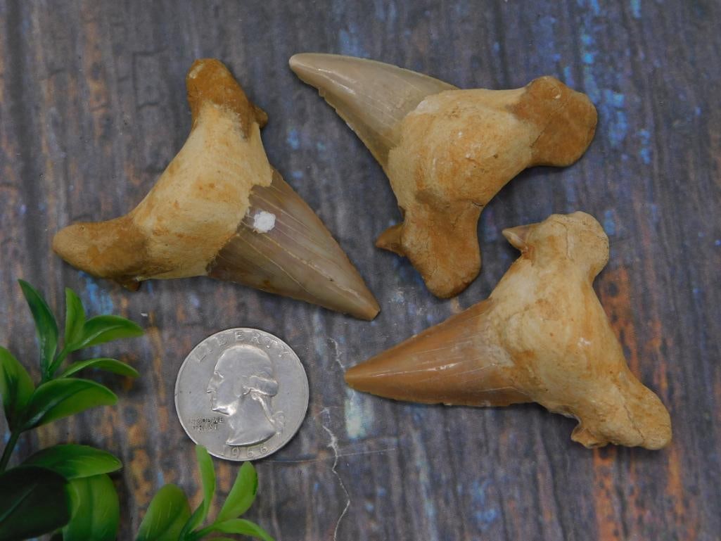 Fossilized Shark Tooth Specimens - 2