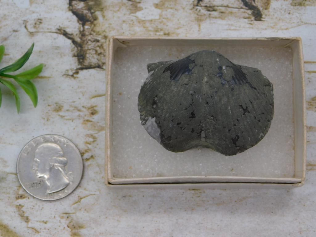 Fossilized Bivalve Shell Specimen in Display Box - 2